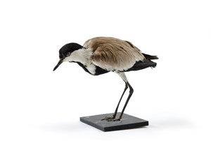 Image description is not available for 2009.1.4